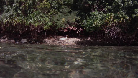 Die-Kamera-Folgt-Einem-Vogel,-Der-Auf-Einem-Fluss-Von-über-Wasser-Nach-Unterwasser-Schwimmt