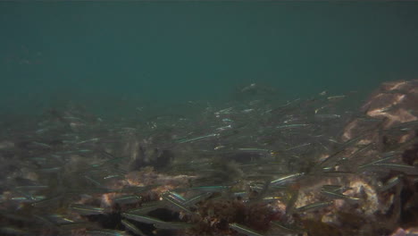 Unterwasseraufnahmen-Von-Vielen-Kleinen-Silberfischen,-Die-Um-Ein-Korallenriff-Schwimmen