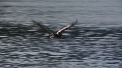 Ein-Pelikan-Fliegt-In-Zeitlupe-über-Den-Ozean
