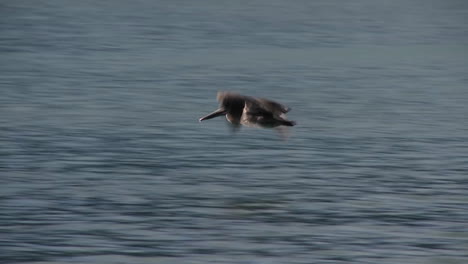 Ein-Pelikan-Fliegt-In-Zeitlupe-über-Den-Ozean-1
