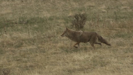 A-coyote-walks-through-the-grass