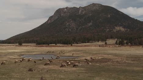 Elk-grazing-in-a-field-in-the-distance-in-Yellowstone-National-Park