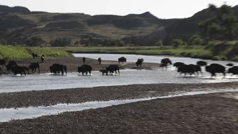 Büffel-überqueren-Einen-Fluss-Im-Yellowstone-Nationalpark