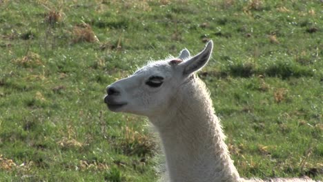 A-white-llama-stands-in-a-breeze-at-day