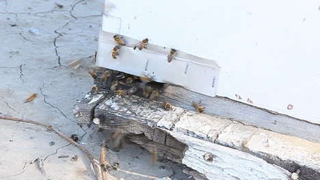 Bienen-Versammeln-Sich-Um-Den-Eingang-Zu-Ihrem-Bienenstock