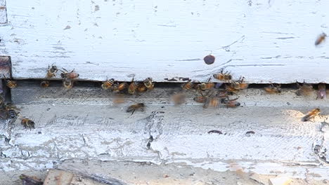 Bees-are-swarming-around-a-piece-of-wood