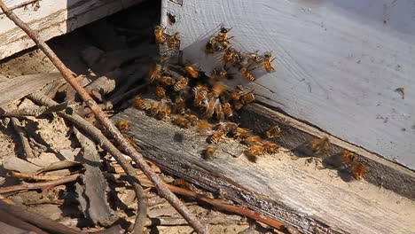 Bees-swarm-around-wood