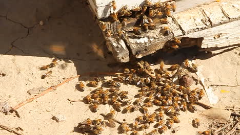 Bees-swarm-around-the-corner-of-a-piece-of-wood
