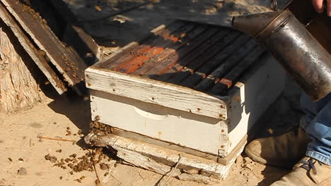 Beekeeper-fumigates-a-beehive