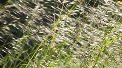 A-close-up-of-grasses-blowing-in-the-wind-1
