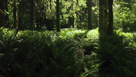 Time-lapse-scene-of-a-fern-covered-conifer-forest-floor-