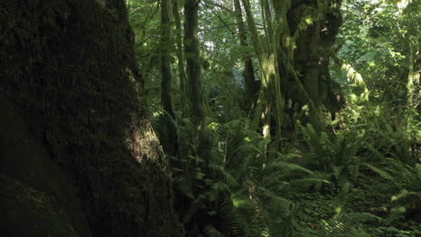 Time-lapse-scene-of-a-fern-covered-conifer-forest-floor--1