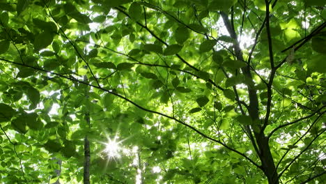 Sattgrüne-Blätter-Wehen-Im-Wind