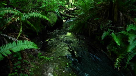 A-stream-flows-through-a-forest-8