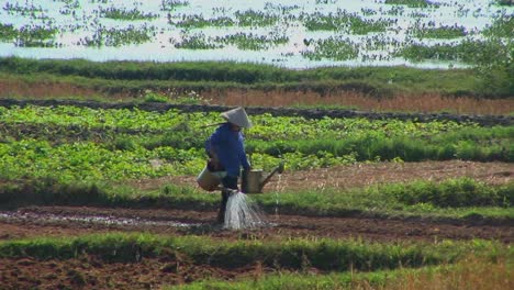 Ein-Vietnamesischer-Bauer-Bewässert-Felder-Mit-Traditionellen-Methoden