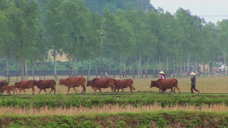 Bauern-Führen-Ihr-Vieh-über-Die-Reisfelder-In-Vietnam-Mit-Einer-Kleinen-Stadt-Im-Rücken