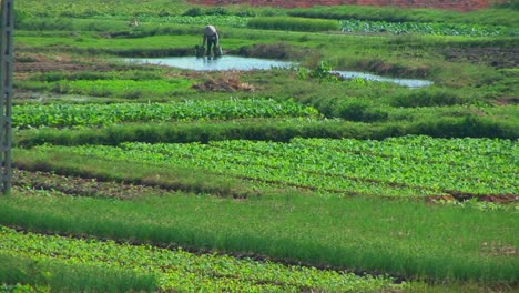 Ein-Vietnamesischer-Bauer-Bewässert-Seine-Felder