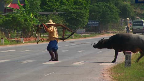 A-man-leads-his-water-buffalo-past-a-crowded-highway-in-Vietnam