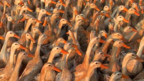 Hunderte-Von-Enten-Werden-Von-Einem-Vietnamesischen-Bauern-Getrieben