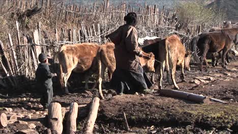 Eine-Hirtenfamilie-Führt-Ihr-Vieh-Durch-Eine-Ländliche-Gegend-In-China