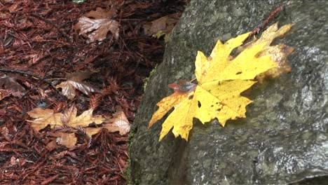 A-leaf-sits-on-a-rock-in-a-forest-suggesting-fall