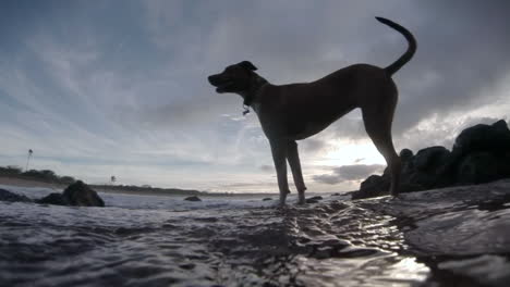 POV-shot-of-a-dog-wading-into-a-tidal-pool