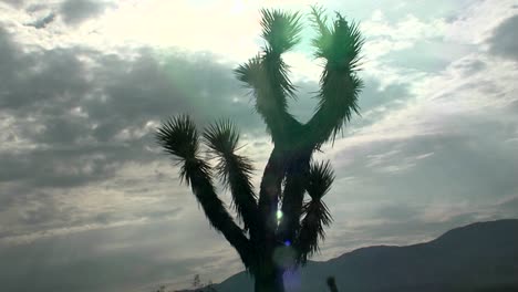 Ein-Yucca-Baum-Steht-Vor-Der-Sonne