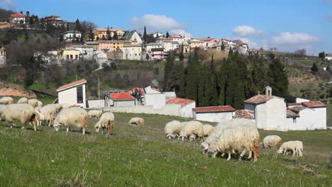 Schafe-Auf-Einer-Grünen-Weide