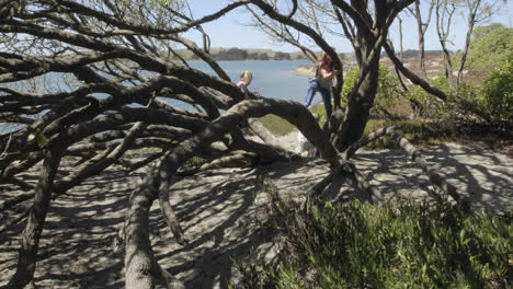 Time-lapse-of-children-playing-in-a-tree-at--Doran-City-Park-in-Bodega-Bay-California