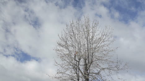 Zeitraffer-Von-Frühlingswolken,-Die-über-Einen-Baum-In-Eichenansicht-Kalifornien-Ziehen
