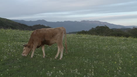 Cow-grazing-in-a-field-in-Ojai-California