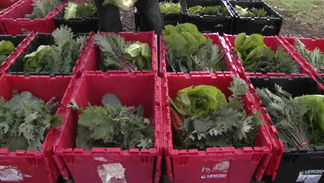 Salat-Wird-Zu-Einer-Von-Der-Gemeinschaft-Unterstützten-Landwirtschaftsbox-In-Ojai,-Kalifornien