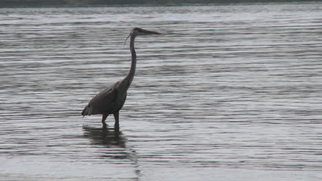 Great-Blue-Heron-(Ardea-Herodias)-Wandern-Im-Erholungsgebiet-Lake-Casitas-In-Oak-View-Kalifornien-1