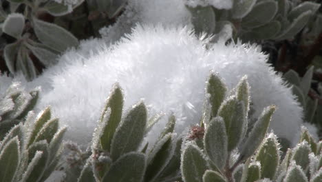 Vergrößern-Sie-Schnee-Und-Frost-Auf-Einem-Manzanita-Baum-Im-Los-Padres-National-Forest-über-Ojai,-Kalifornien