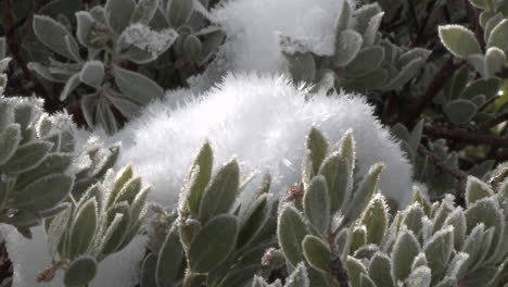 Zoom-out-on-snow-and-frost-on-a-Manzanita-tree-in-Los-Padres-National-Forest-above-Ojai-California
