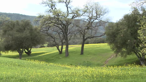 Zoom-out-on-green-pasture-with-Valley-and-Live-Oaks-during-the-spring-in-Ojai-California