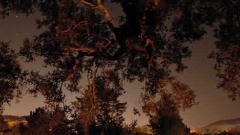 Time-lapse-of-star-trails-and-oak-tree-in-Oak-View-California