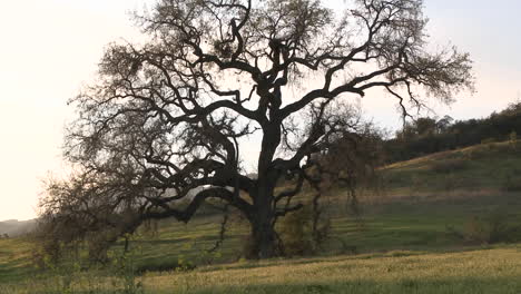 Zoom-out-on-large-Valley-Oak-during-the-spring-in-Ojai-California