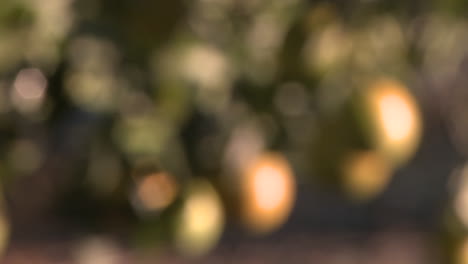 Close-up-rack-focus-on-oranges-on-a-tree-in-Ojai-California