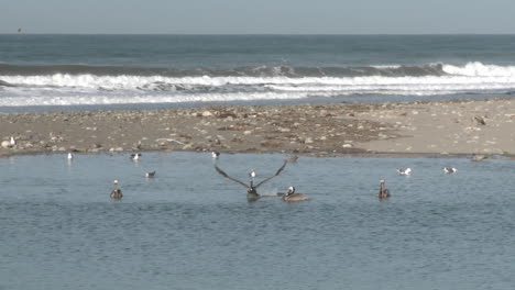 Brown-pelican-and-seagulls-in-the-Ventura-River-Estuary-at-Surfers-Point-beach-in-Ventura-California