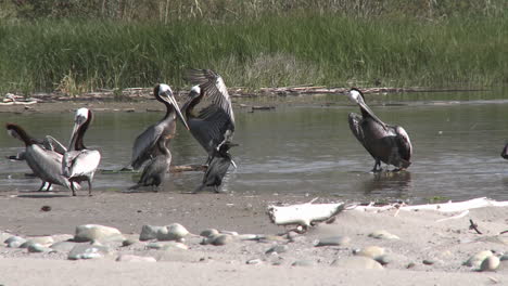 Brown-pelicans-and-cormorants-in-the-Ventura-River-Estuary-at-Surfers-Point-beach-in-Ventura-California