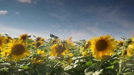 Sonnenblumen-Zeitraffer0