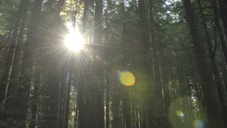 Time-lapse-of-sun-flares-setting-through-Coastal-Redwoods-in-Redwoods-State-Park-Humboldt-California