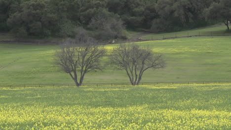 Zoom-out-on-large-trees-and-field-of-flowers-during-the-spring-in-Ojai-California
