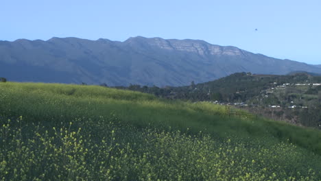 Meadow-and-the-Topa-Topa-mountain-in-Ojai-California