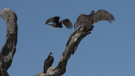 Turkey-Vulture-(Cathartes-aura)-sunning-themselves-on-the-Ojai-Meadow-Preserve-California-1