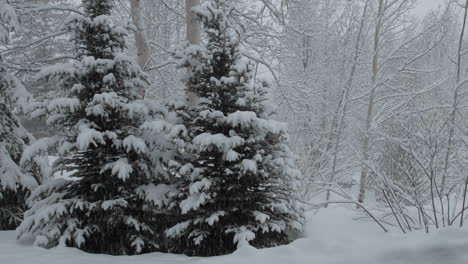 Lapso-De-Tiempo-De-Nieve-Cayendo-Sobre-Un-Pino-En-Vail-Colorado