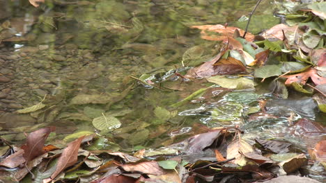Close-up-of-water-flowing-through-leaves-in-Wheeler-Springs-above-Ojai-California
