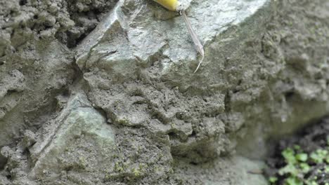 Zeitraffer-Einer-Pazifischen-Bananenschnecke-(ariolimax-Columbianus)-In-Big-Sur-California