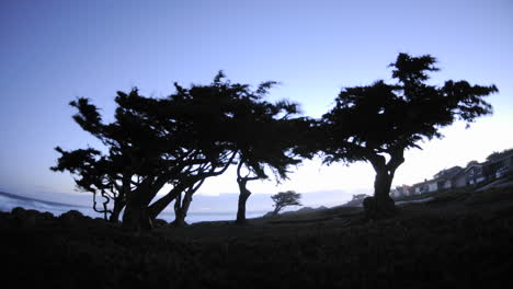 Zeitraffer-Der-Morgendämmerung-Hinter-Monterey-Kiefern-Im-Pazifik-Hain-Kalifornien